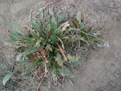 Limonium ovalifolium