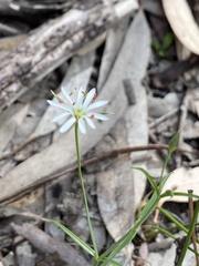 Stellaria pungens