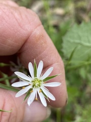 Stellaria pungens