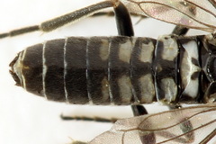 Empria pumila