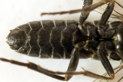 Empria pumila