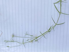 Stellaria pungens