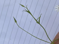 Stellaria pungens