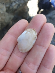 Mactrotoma antecedens