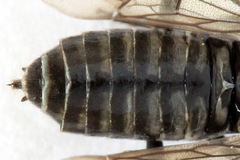 Empria pumila