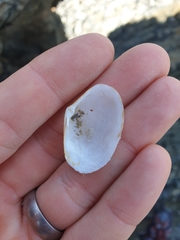 Mactrotoma antecedens