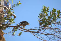 Accipiter haplochrous