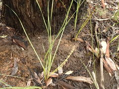 Lomandra multiflora multiflora
