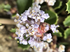 Ceanothus decornutus
