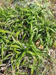 Dianella congesta