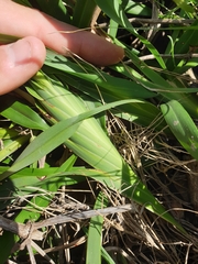 Dianella congesta