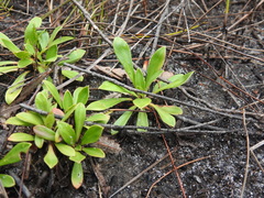 Stylidium ornatum