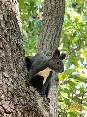Sciurus vulgaris