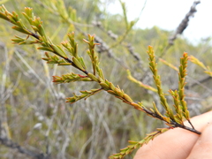 Leptospermum liversidgei