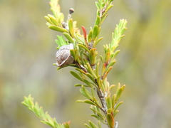 Leptospermum liversidgei