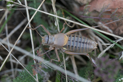 Ephippiger terrestris