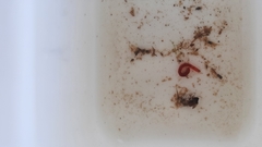 Chironomus formosipennis