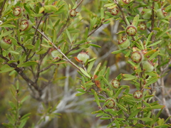 Leptospermum semibaccatum