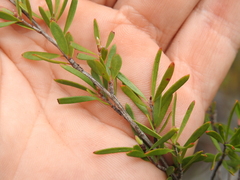 Leptospermum semibaccatum