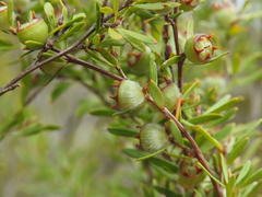 Leptospermum semibaccatum