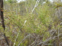 Leptospermum semibaccatum