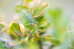 Barbitistes fischeri