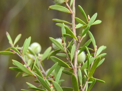 Leptospermum semibaccatum