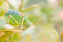 Barbitistes fischeri