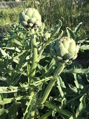 Cynara cardunculus cardunculus
