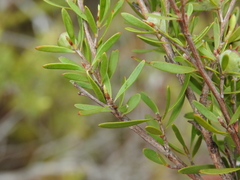 Leptospermum semibaccatum