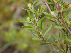 Leptospermum semibaccatum