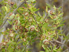 Leptospermum semibaccatum