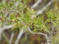 Leptospermum semibaccatum