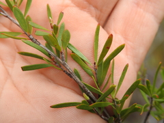Leptospermum semibaccatum