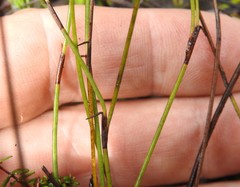 Sporadanthus interruptus