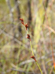 Sporadanthus interruptus