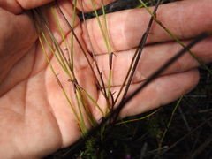 Sporadanthus interruptus