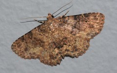 Polydesma umbricola