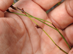 Sporadanthus interruptus