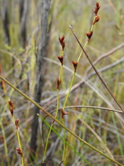 Sporadanthus interruptus