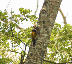 Chrysocolaptes guttacristatus