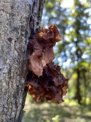 Phaeotremella fimbriata