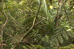 Chambeyronia divaricata