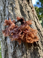 Phaeotremella fimbriata