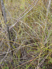 Sporadanthus interruptus