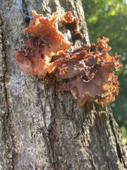 Phaeotremella fimbriata