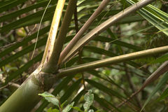 Chambeyronia divaricata