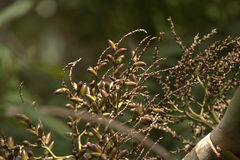 Chambeyronia divaricata