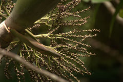 Chambeyronia divaricata