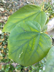 Cercis chinensis